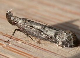 Dichomeris inversella